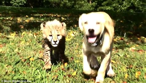 Baby Cheetah Kumbali And Rescue Puppy Kago Become Best Friends At Metro
