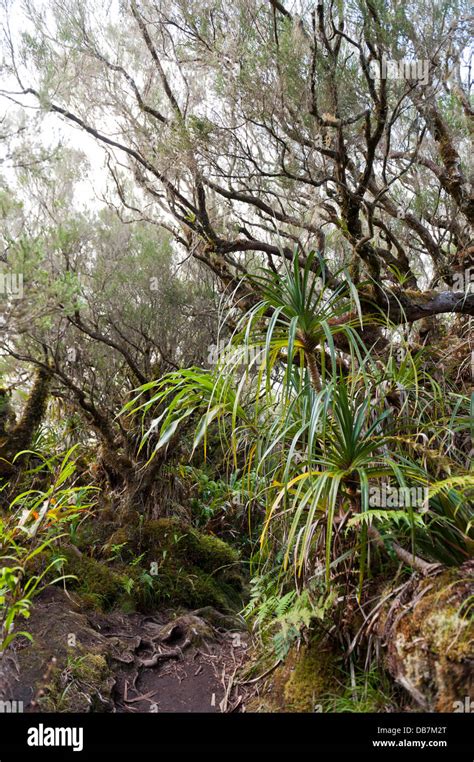 Tropical Rainforest Stock Photo Alamy