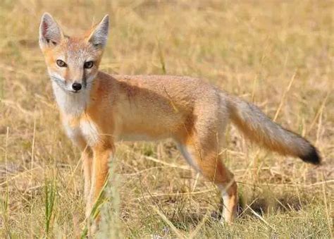 Swift Fox Facts For Kids Kids Animals Facts