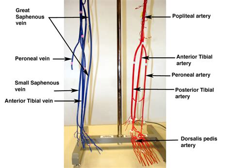 Together, veins, arteries and nerves define neurovasculature. Arteries And Veins Diagram To Label - Human Anatomy