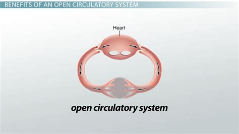 Open Circulatory Systems Definition And Examples Video And Lesson