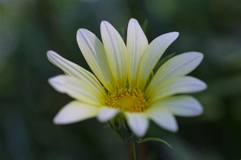 1920x1080 Resolution Shallow Focus Photography Of White Daisy Flower