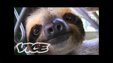 Baby Sloth Sanctuary In Costa Rica The Cute Show Youtube