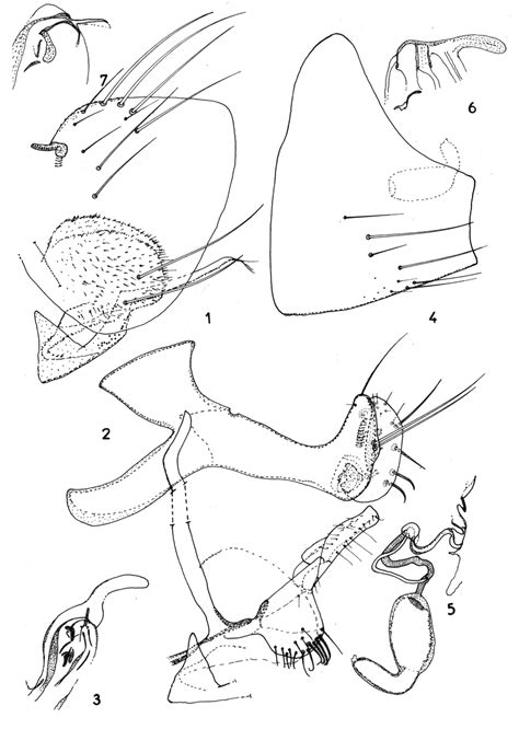 Dasypsyllus Neornipsyllus Aedon N Sp 1 Holotype Mâle Tergite Et