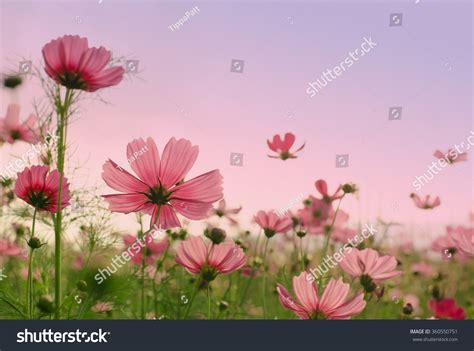 Pink Cosmos Flowers Sunset Natural Background Stock Photo
