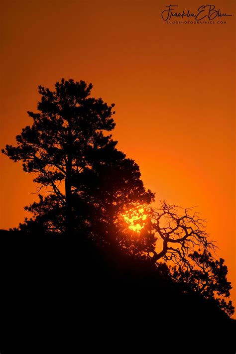 Smokey Sunrise Tree Filters Bliss Photographics Alpenglow Nature