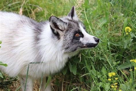 Bc Wildlife Park Unveils Pair Of Unique Marble Foxes Photos