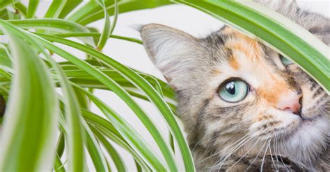 Kenapa kucing makan rumput ? Kenapa Kucing Makan Rumput