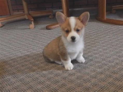 Here at clettwr corgis we have 3 gorgeous kc registered pedigree pembrokeshire corgi puppies for sale, we own both parents, mother megan was bred by us she has a great temperament and is a good mother, father will is one of our own stud dogs, he too has a great temperament and loves to pla. Corgi Puppy For Sale Ohio | PETSIDI