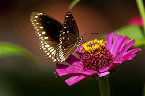 5 Flowers To Attract Butterflies To Your Garden Dengarden