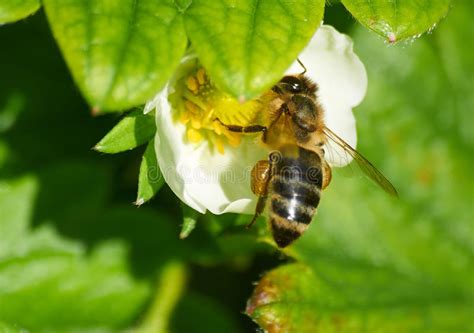 Bee In White Flower Of Strawberry Stock Photo Image Of Bloom Flower