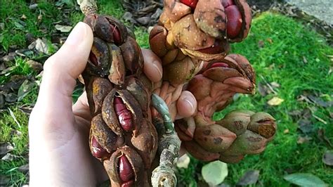 How To Harvest And Prepare Magnolia Seeds Ready For Sowing Youtube