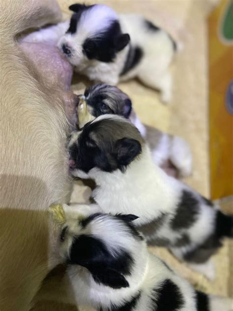 Female Pug Mixed With Male Samoyed Mixed Breed Dogs Pug Mix Mixed Breed