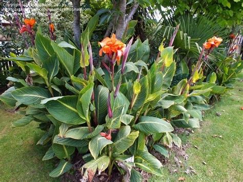 'striata', 'bengal tiger' or 'palida'. PlantFiles Pictures: Orange-flowered Variegated Canna Lily ...