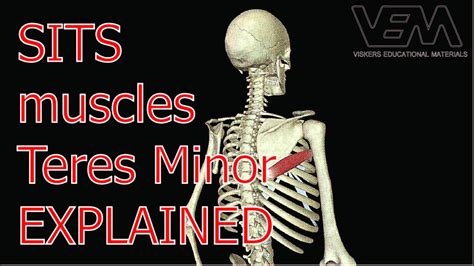 Teres Minor Muscle Youtube