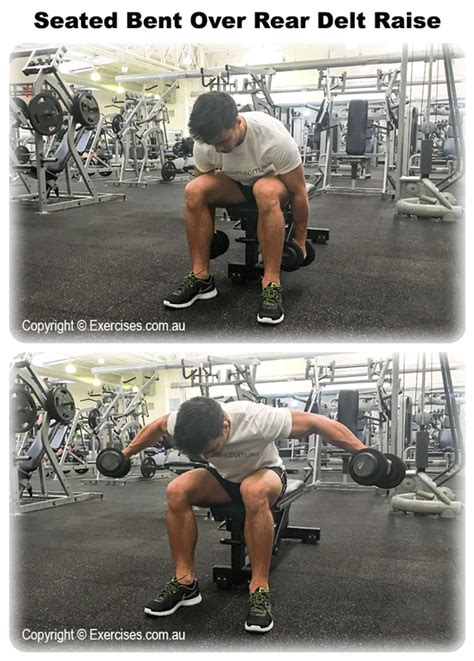 Bend at the waist while keeping the back straight in order to pick up the dumbbells. Seated Bent Over Rear Delt Raise | exercises.com.au