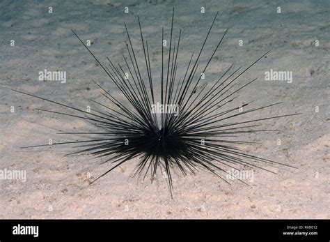 Long Spined Black Sea Urchin Hi Res Stock Photography And Images Alamy