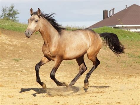 5 Must Know Facts About Dun Horses Seriously Equestrian Horse Coat