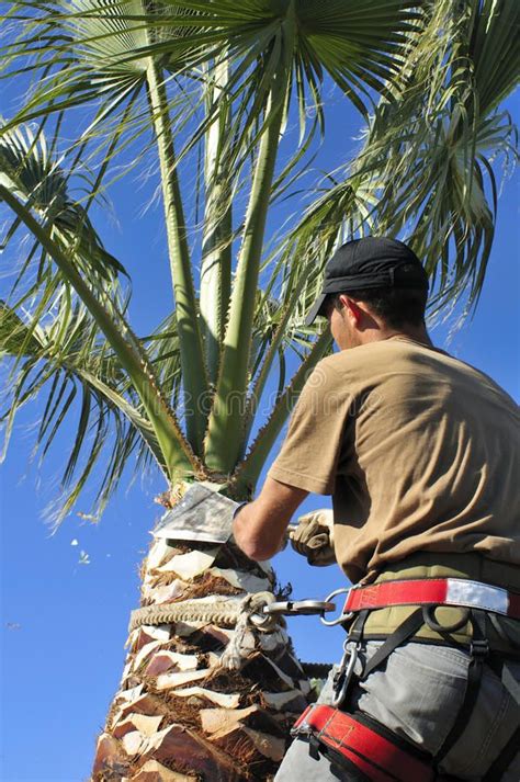 Man Trimming A Palm Tree A Tree Surgeon Uses A Corbillote Blade To