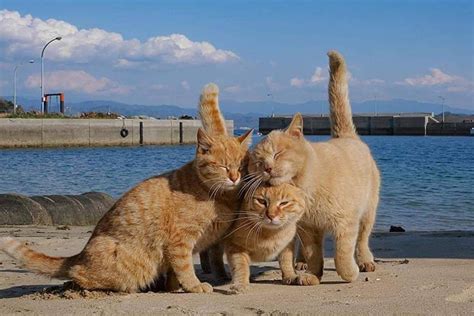 พาเที่ยว 10 เกาะแมวแดนสวรรค์ของเหล่าทาสแมวที่มาแล้วจะต้องฟิน เกาะ