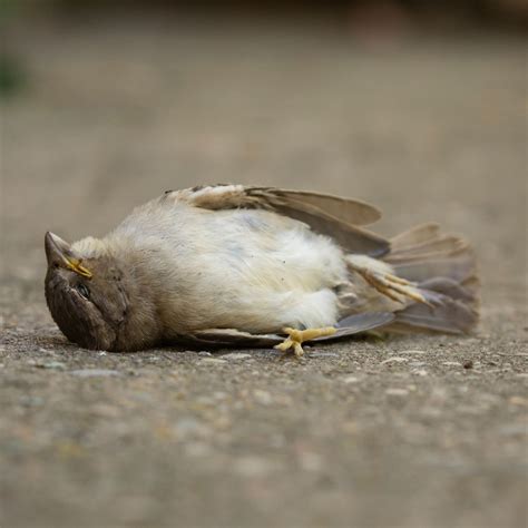 What Does It Mean When You Find A Dead Bird Awakening State