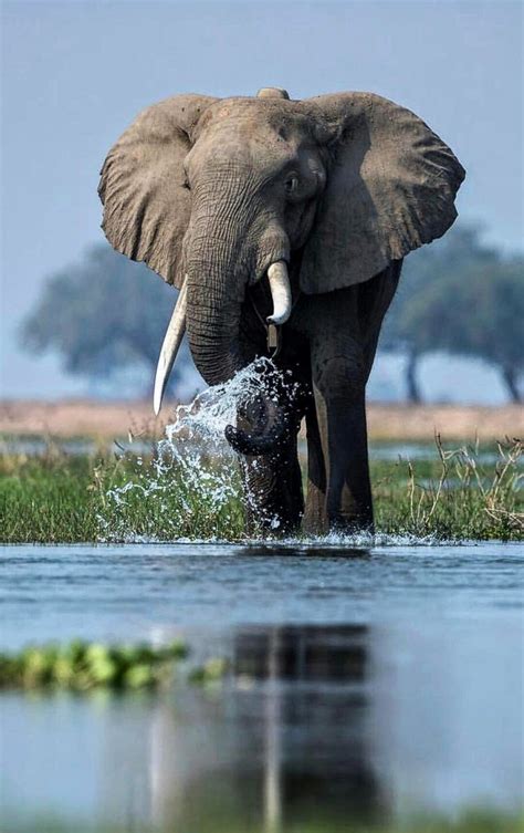 Beautiful ÉlÉphant 🐘🐘 💖💕💕 Elephant Dasie Elephant Rescue Asian