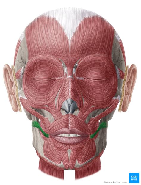 Risorius Origin Insertion Innervation Function Kenhub