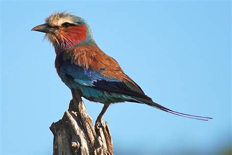 Our Adventures Favourite Kenyan Birds