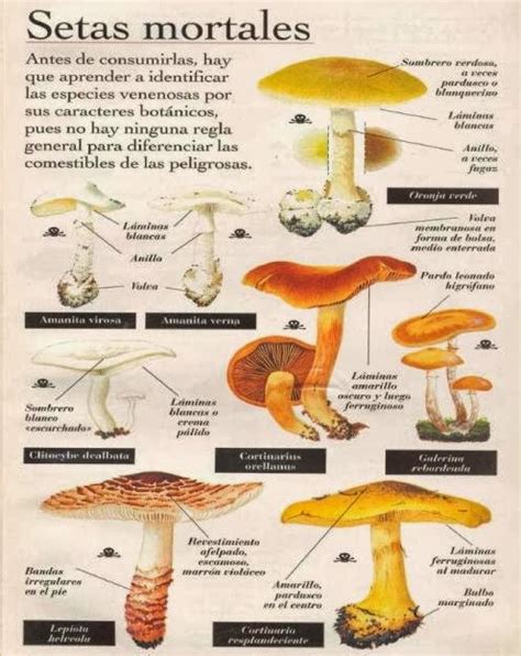 Ciencia En La Web Reino Fungi Hongos Infografía