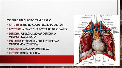 Resumen Corazón Anatomía Medicina Unlp Filadd