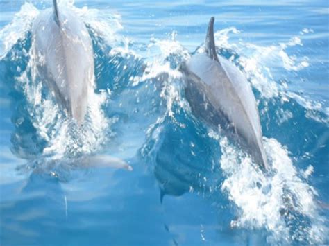 Natewa Bay Dolphins In Fiji