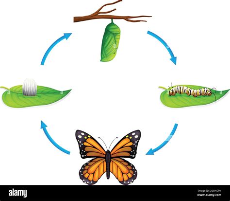 A Life Cycle Of A Butterfly Stock Vector Images Alamy