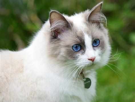Getting To Know The Ragdoll Cat Catsmart Singapore