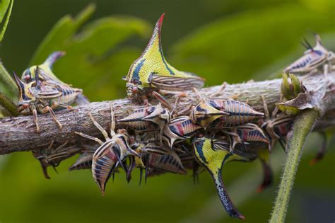 The 15 Most Beautiful Insects In The World Zonesh