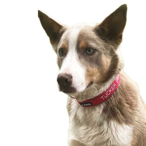 The Best Pet Travel Accessories for Dogs | Australian Dog ...