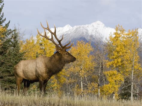 This covers the adoption fee and provides toys, beds, a nice size bag of food, treats and a new collar and leash. mountains animals alberta elk 1600x1200 wallpaper High ...