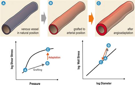 Control Of Blood Vessel Structure Insights From Theoretical Models