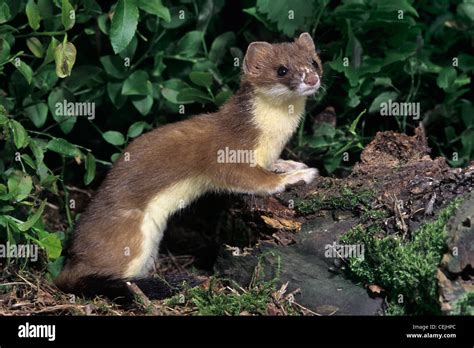 Stoat Ermine Short Tailed Weasel Mustela Erminea Hunting In