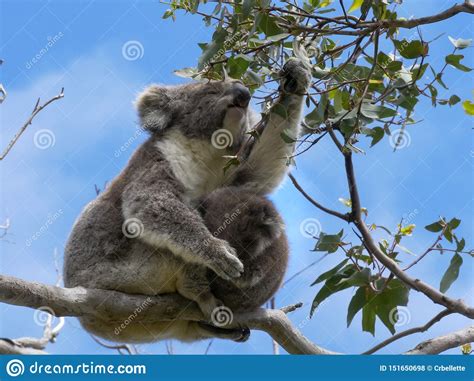 Mother Feeding And A Baby Koala Looking At The Camera Stock Photo