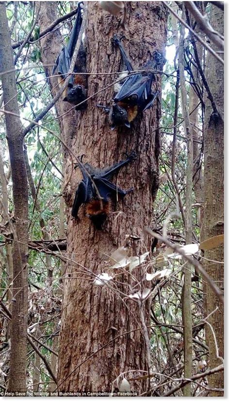 1000s Of Flying Foxes Killed By Record Breaking Heatwave Near Sydney