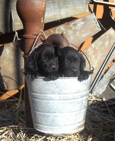 The goals are to breed for mellow temperament, physical soundness, and breeding for intelligent labs for easy training. Labrador Retriever Puppies Colorado Springs