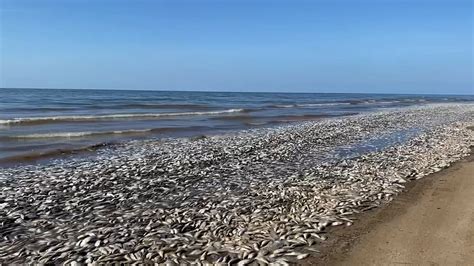 ‘perfect Storm Leaves Tens Of Thousands Of Dead Fish On Texas Beaches