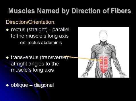 Characteristics Used To Name Skeletal Muscles Naming Skeletal