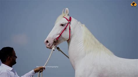 Nukra Horse I Stallion Ancour I Mann Horse Photography Youtube