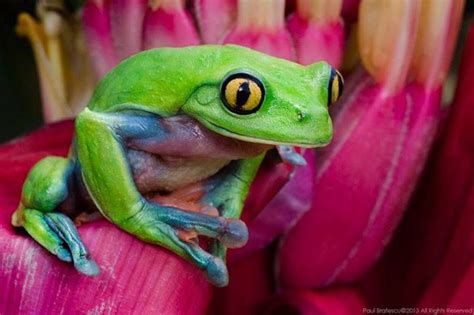 Yellow Eyed Tree Frogagalychnis Annae ☮ Lucky Frogs Pinterest