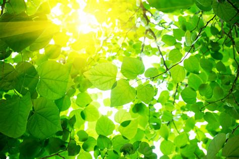 Green Leaves Background With Sunlight Stock Photo Download Image Now