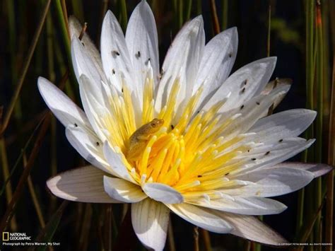 Find fiori acquatici pictures and fiori acquatici photos on desktop nexus. national geographic | Bellissimi fiori, Le foto, Foto