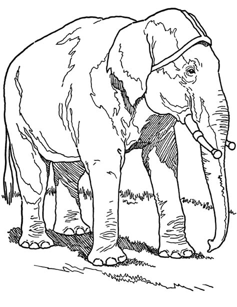 To fully support the largest animal, their legs have to be pretty sturdy. Free Elephant Coloring Page Printable! - The Graphics Fairy