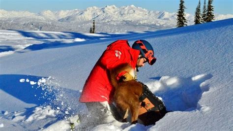 Avalanche Dog Teams Patrol Ski Resorts Ready To Save A Life Cbc News