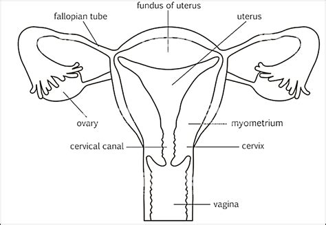 Draw The Diagram Of A Female Reproductive System And Label The Part